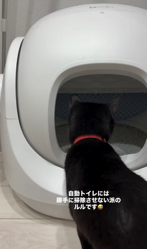 トイレの中を覗き込む黒猫