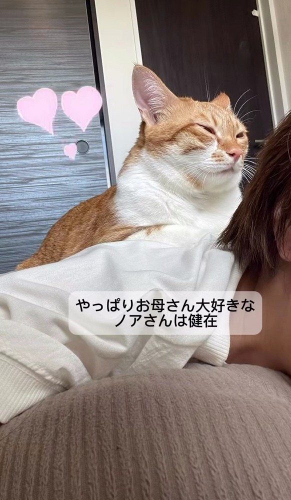 女性の背中に乗っている猫