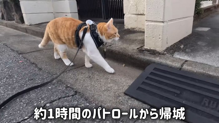 散歩する猫