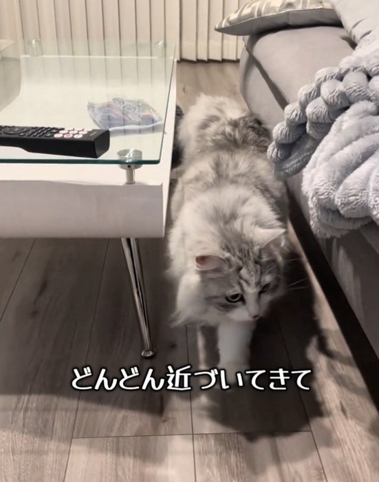 近づいてくる猫