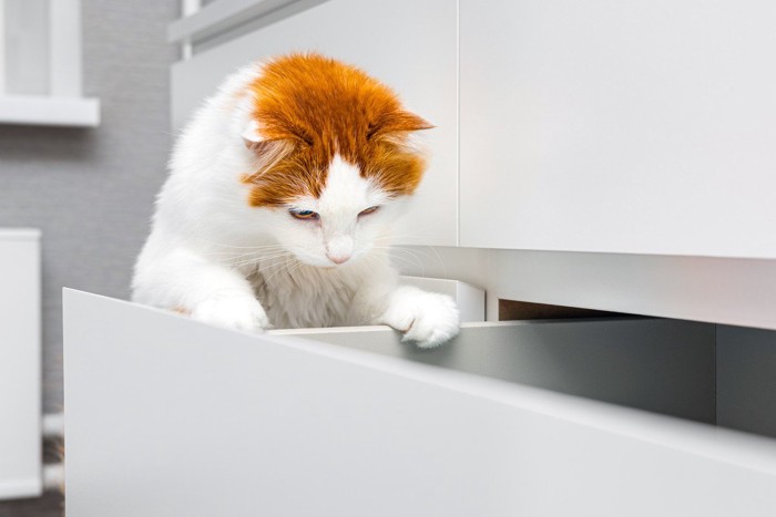 探し物をする猫