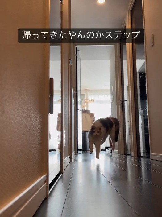 飛んでいる猫