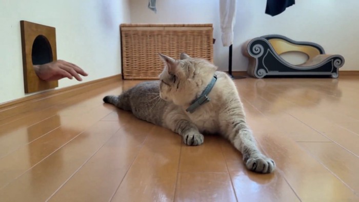 穴に戻る手を見る猫