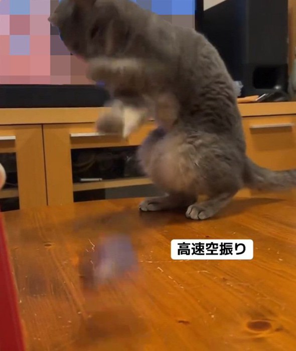 テープを打ち返す猫