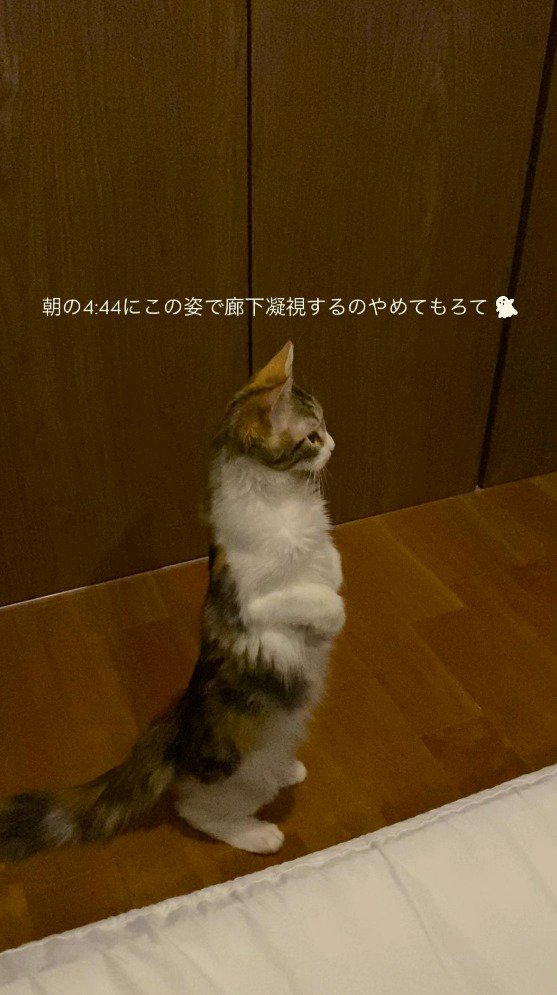 後ろ足だけで立ち上がる猫