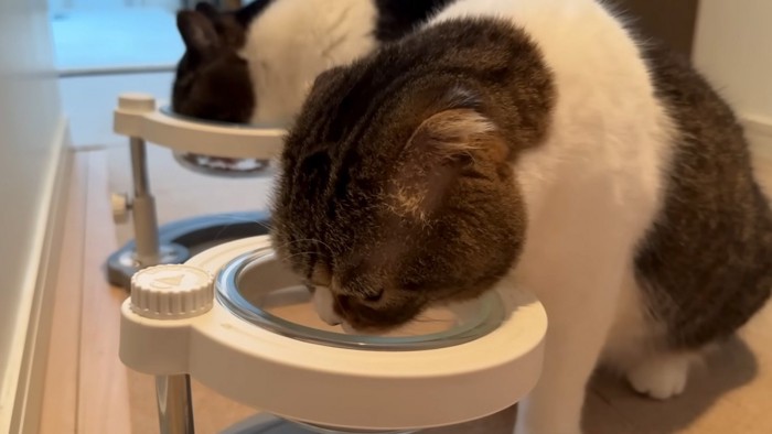 食べる猫