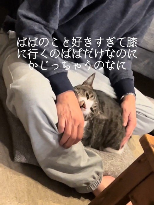 人の手を噛む猫