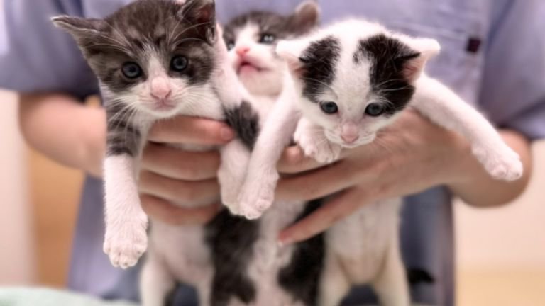 抱かれている子猫たち