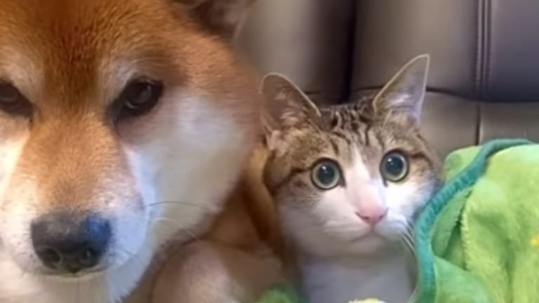 寄り添う猫と犬