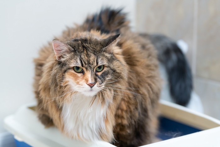 トイレにいる長毛猫