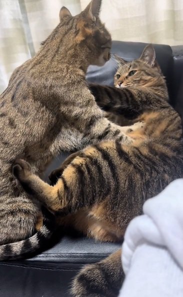 キジトラ猫のお腹をもみもみするベンガル猫