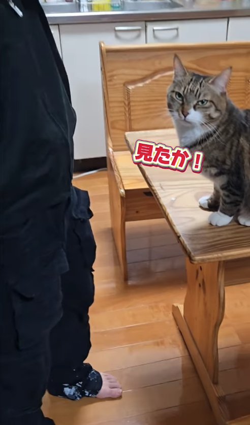 カメラ目線のテーブルに座った猫