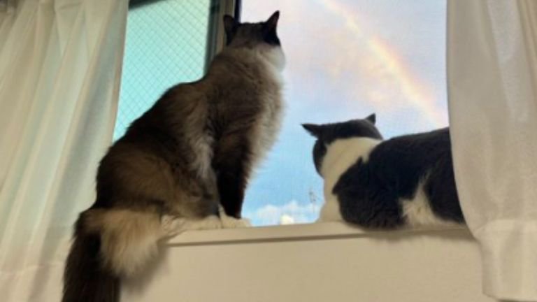 窓辺にいる猫たち