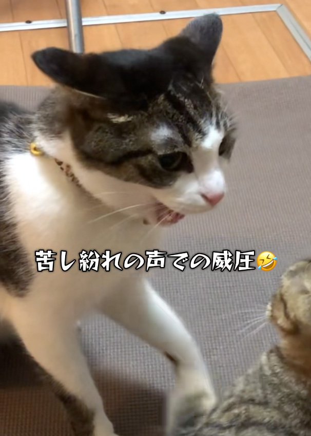 威圧する猫