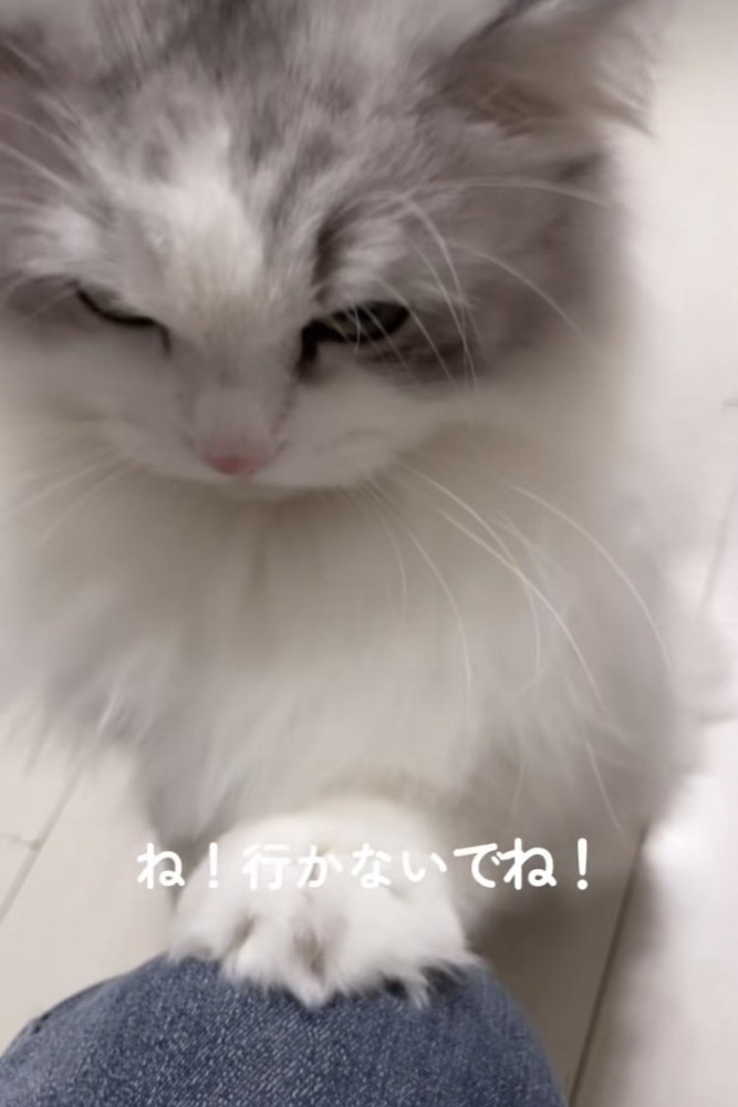 ママの膝を前足でカリカリするミヌエット