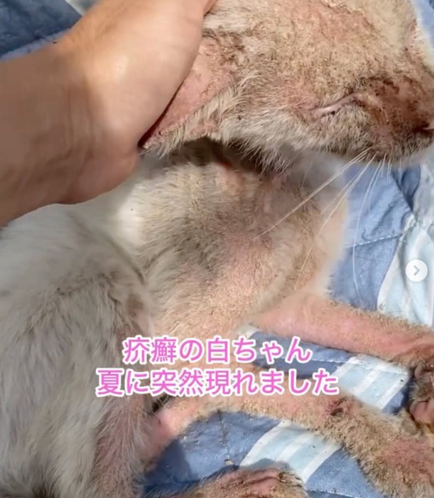 頭を撫でると甘える猫