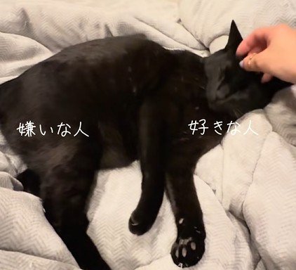 なでられてうっとりする猫