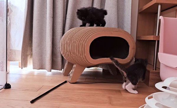 ハウスの上に登る子猫