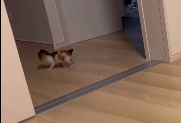 廊下の奥まで確認するつむぎちゃん