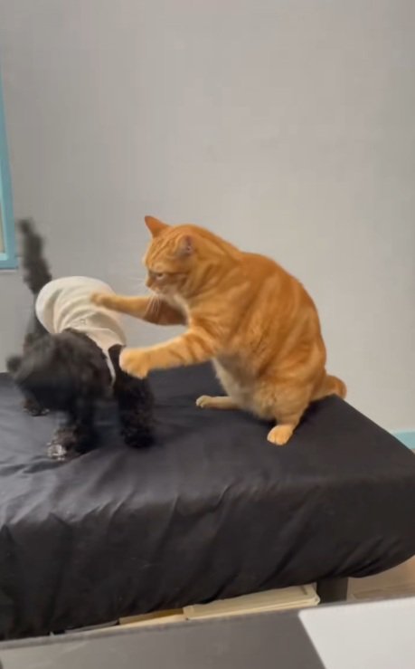 じゃれあっている犬と茶トラの猫