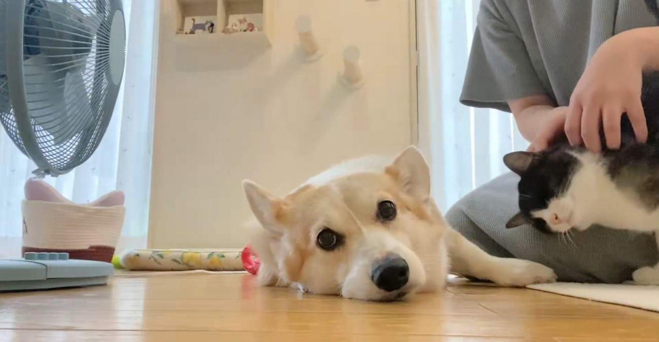 なでられる猫と犬