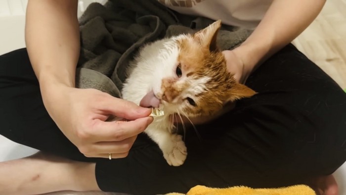 パパに猫用おやつをもらう茶白猫