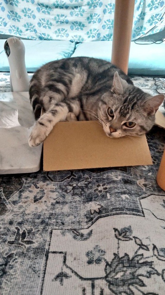 段ボールに乗る猫