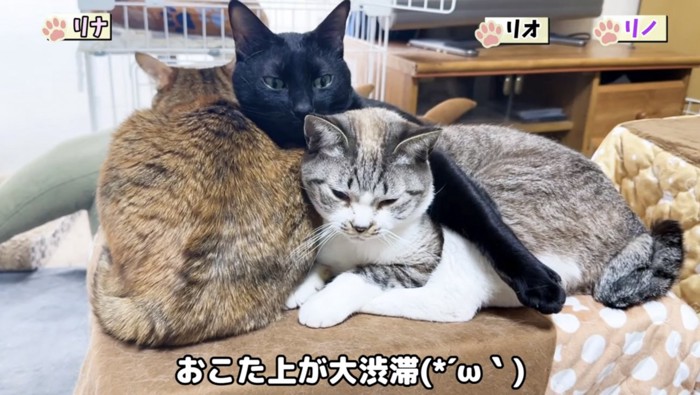くっつく3匹の猫