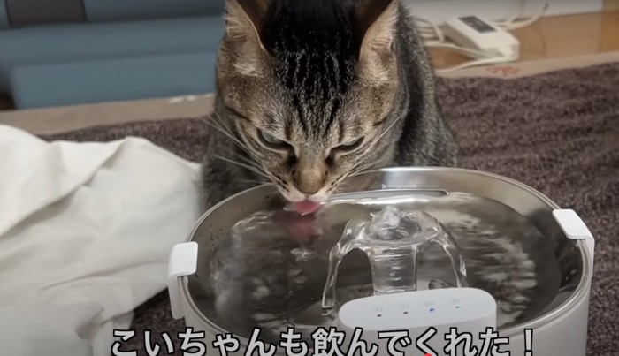 キジトラが水を飲んでいる