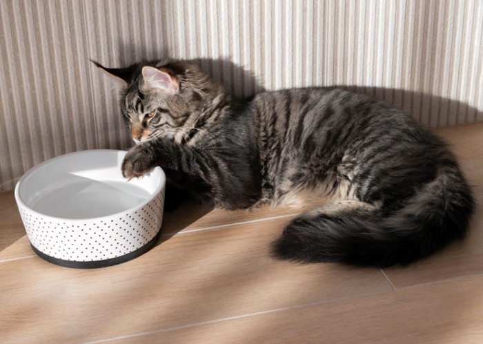 お皿の水にちょっかいを出す猫