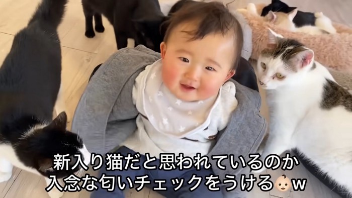 テロップ「新入り猫だと～」