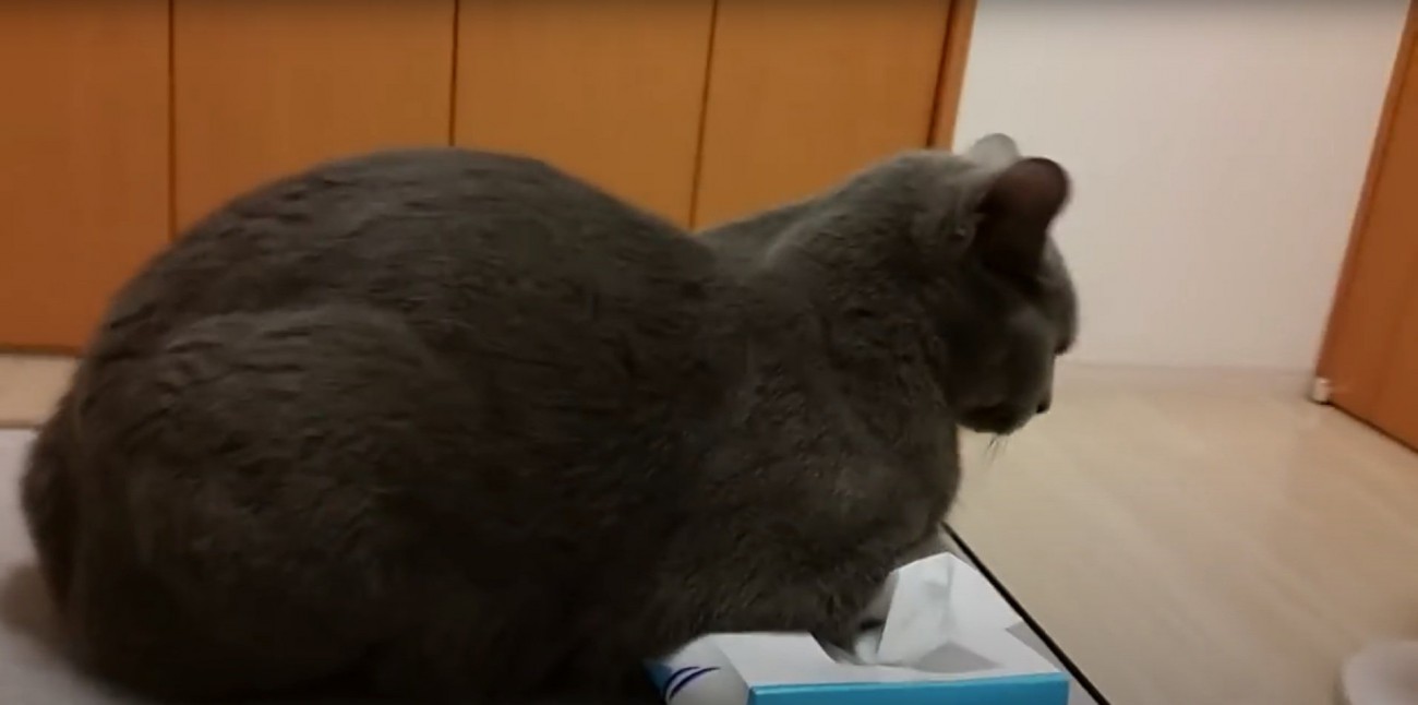 ティッシュ箱に乗るすずまろくん