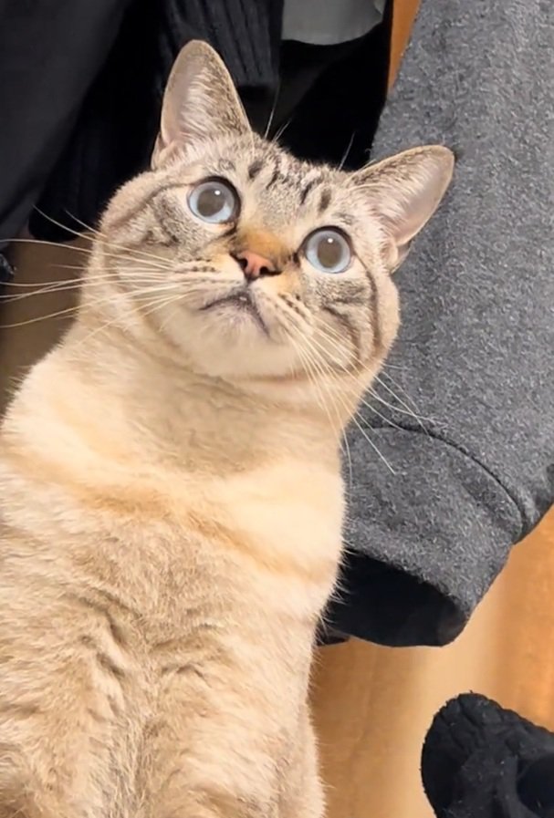 凝視するしらすくん