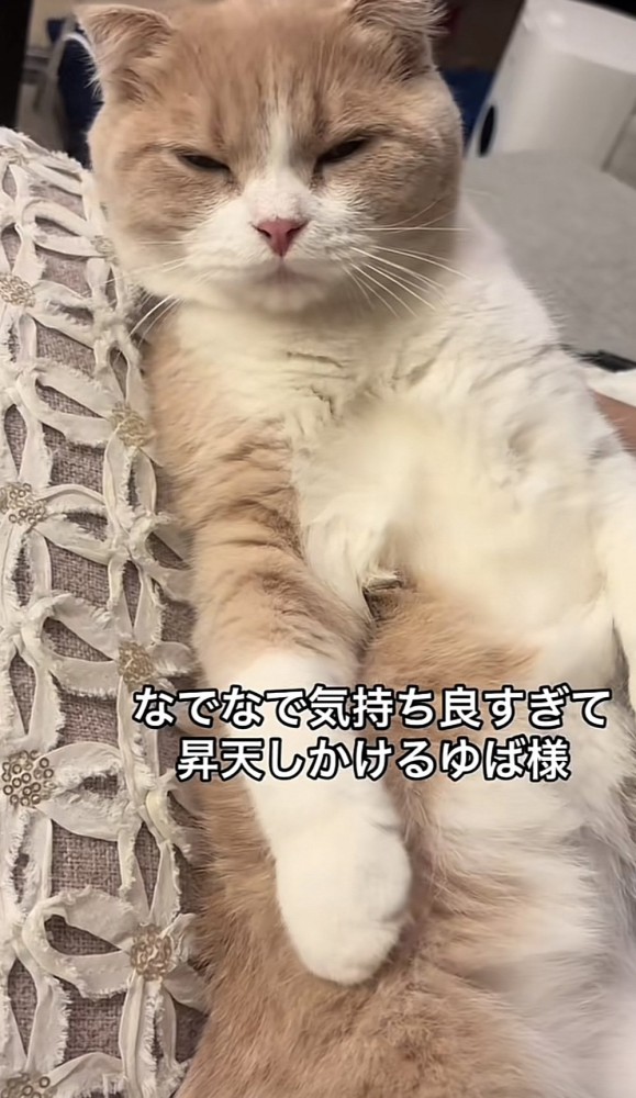 「なでなで気持ち良すぎて...」のテロップ写真1