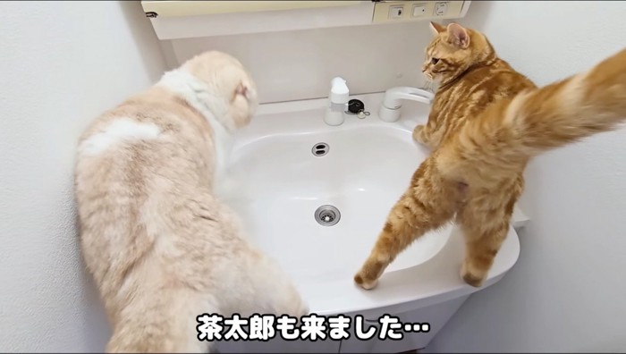 洗面台に上った茶色い猫を見つめるクリーム色の猫