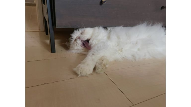 室内にいる猫