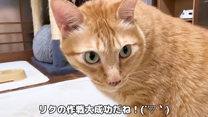 振り向く猫