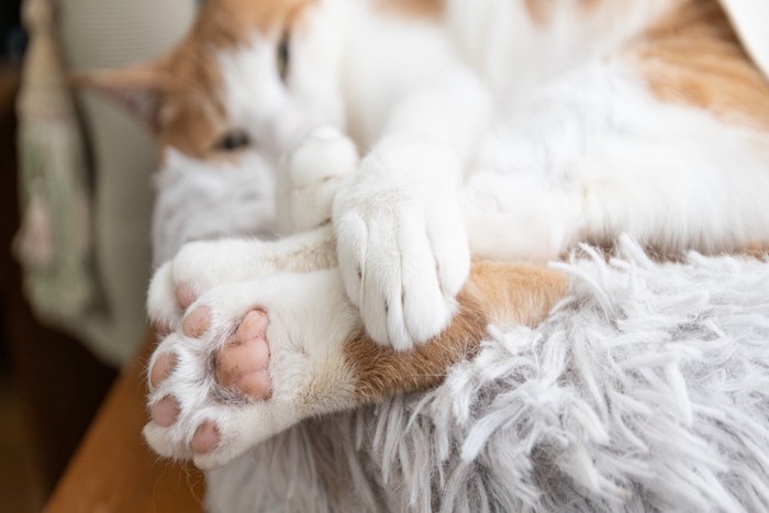 寝ている猫の後ろ足