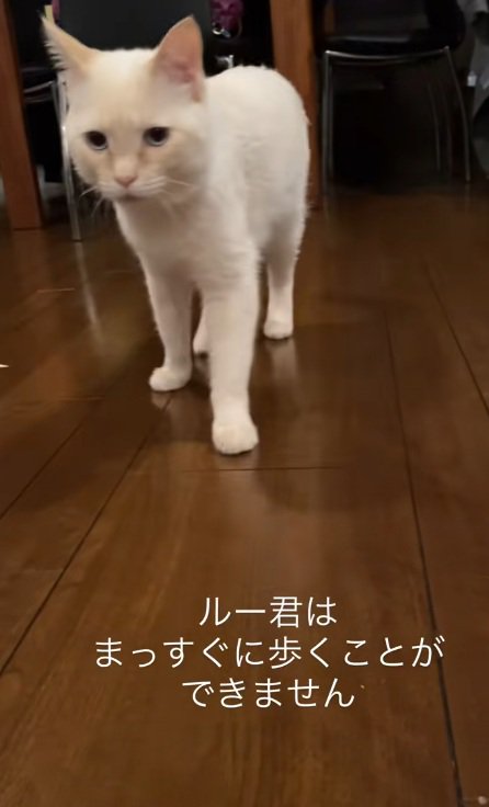 立って正面を向いている猫