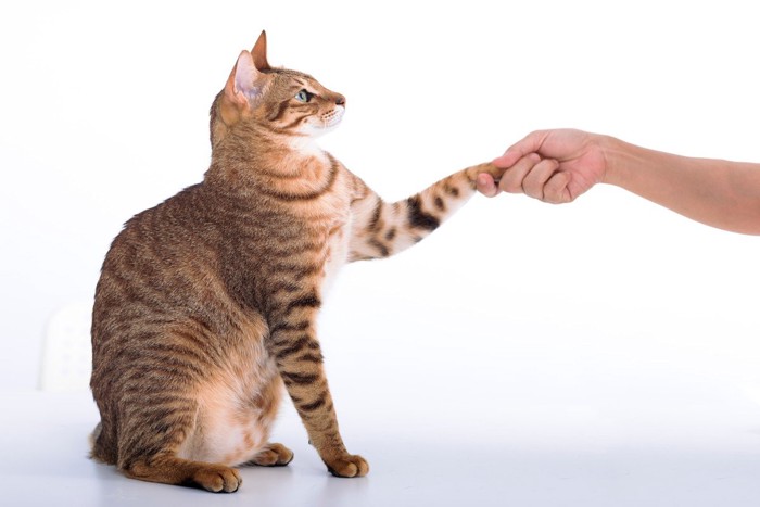 握手する猫と人