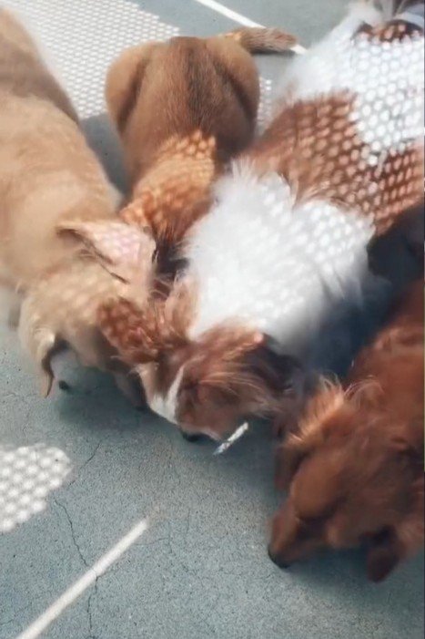 猫の前にいる犬