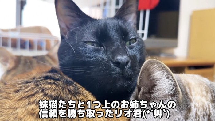 目を細める黒猫