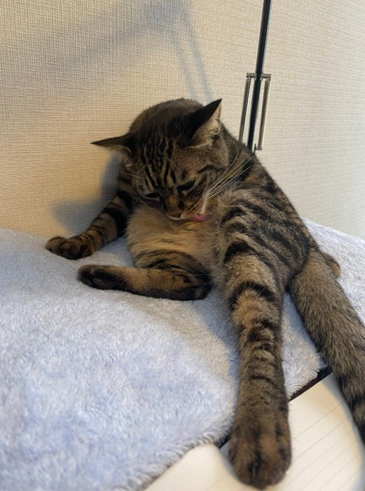 毛づくろいをする猫