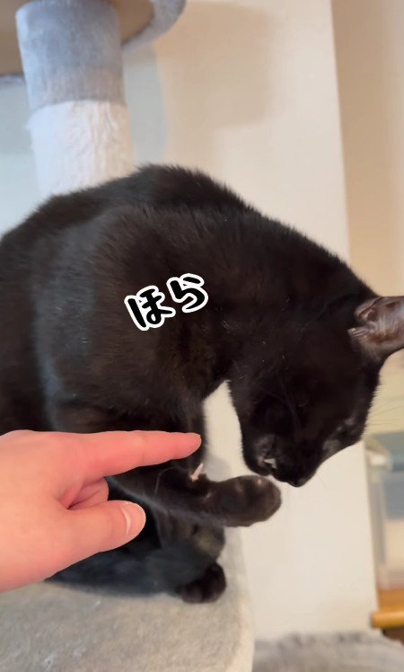 指をさされている黒猫