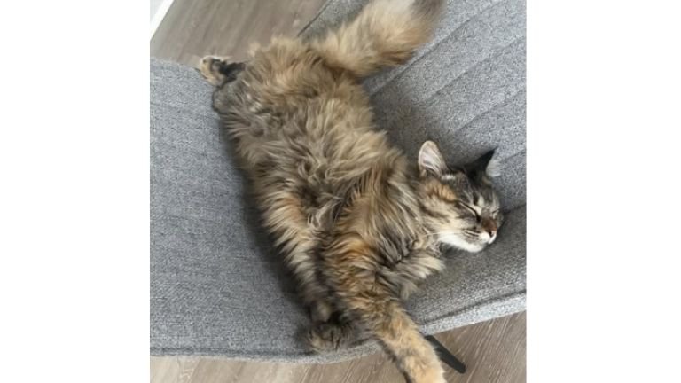室内にいる猫