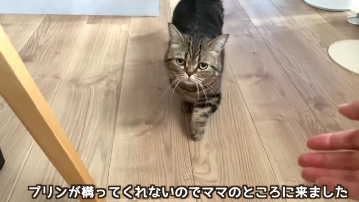 「プリンが構ってくれないのでママのところに来ました」