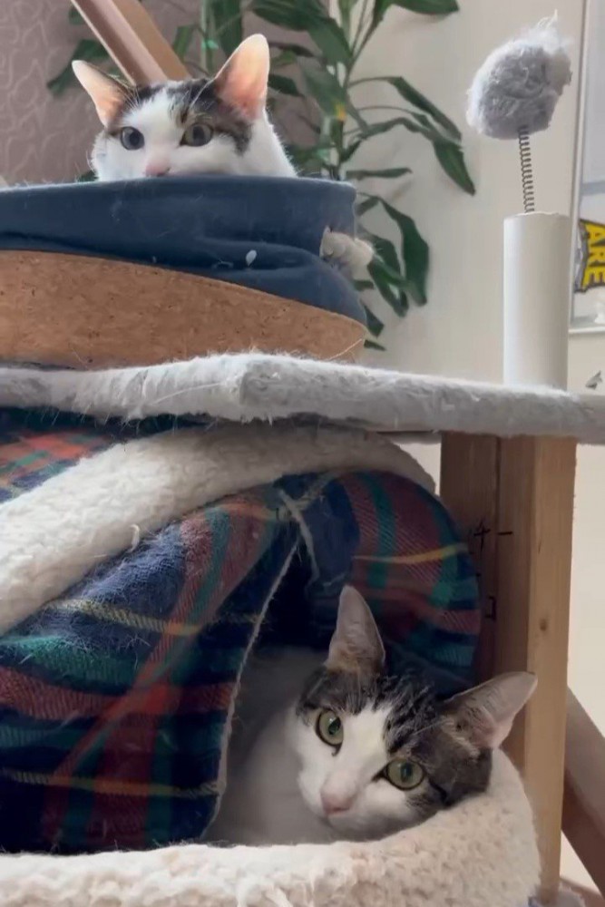 猫ベッドでくつろぐ2匹の猫
