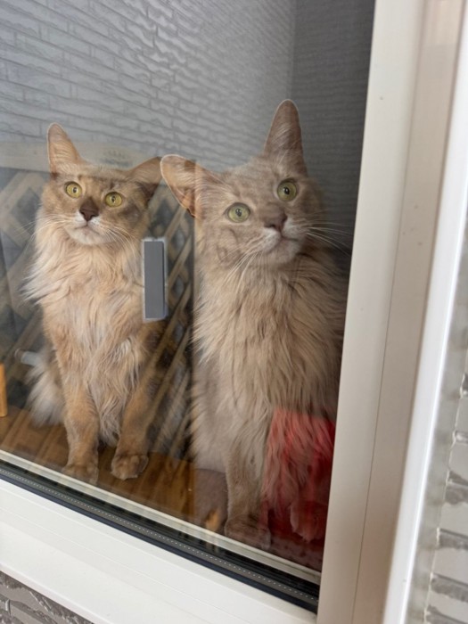 窓辺で飼い主を座って待つ2匹のソマリ