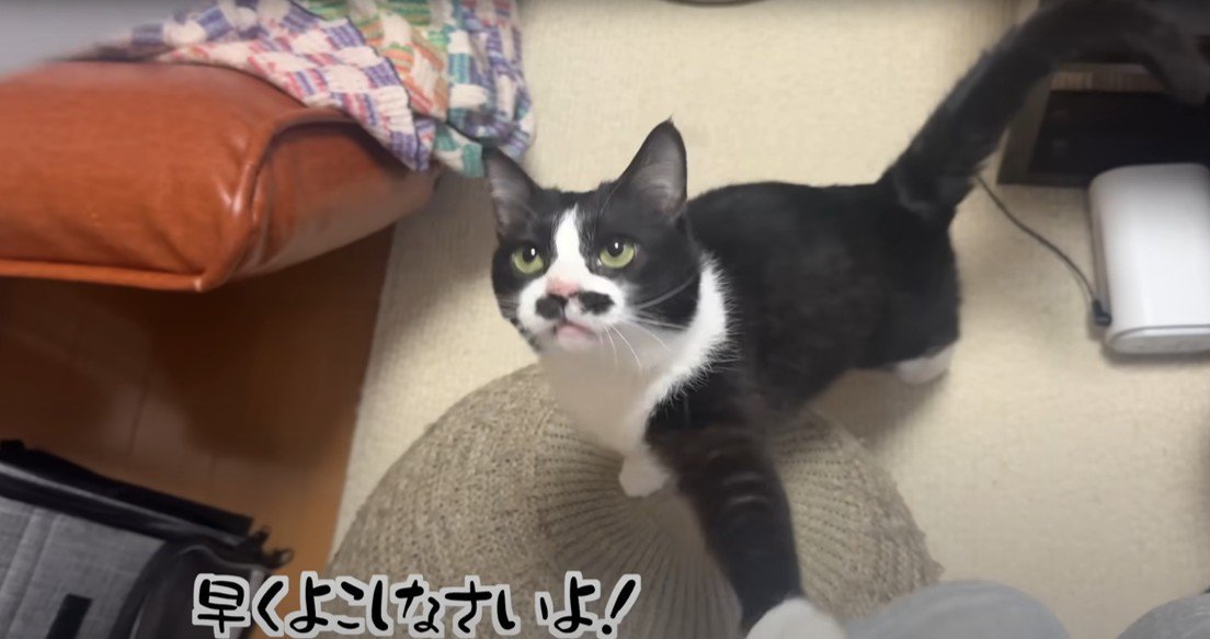 人の膝に手を置いて見上げながら鳴く猫