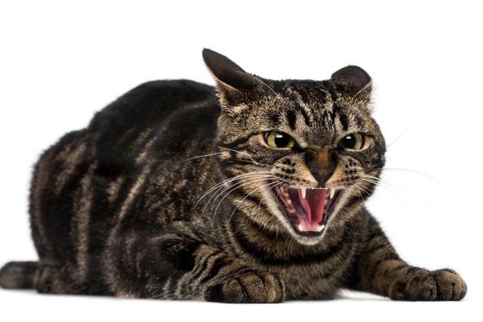 唸り声を上げる猫